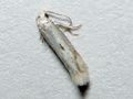 Elachista albidella